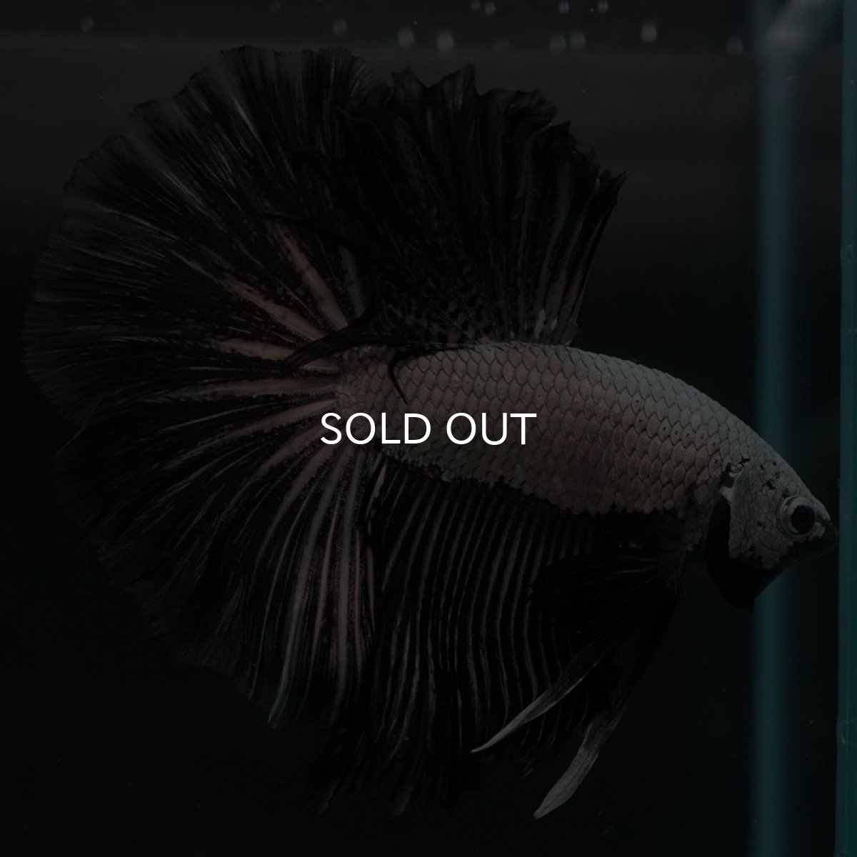 画像4: HM　プラチナブラックドラゴン (4)