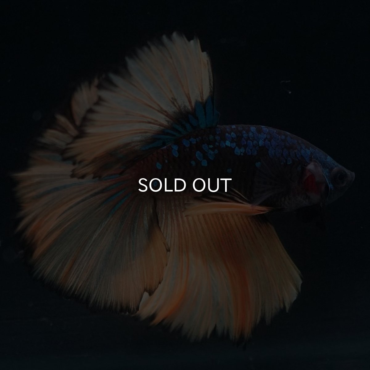 画像5: HM　マスタード (5)