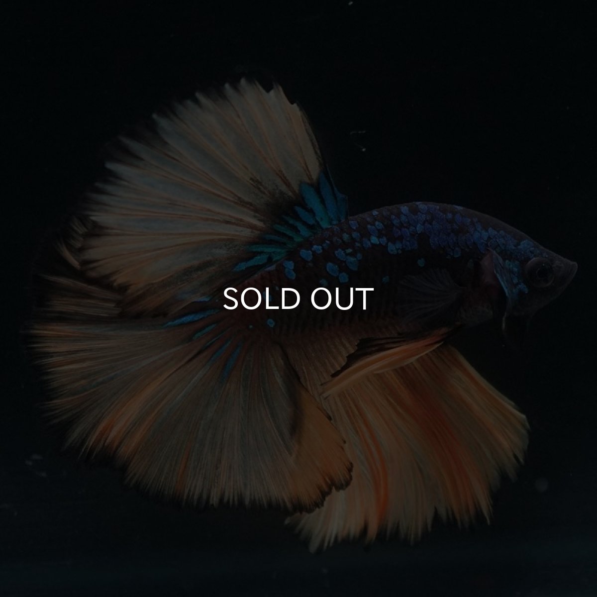 画像3: HM　マスタード (3)