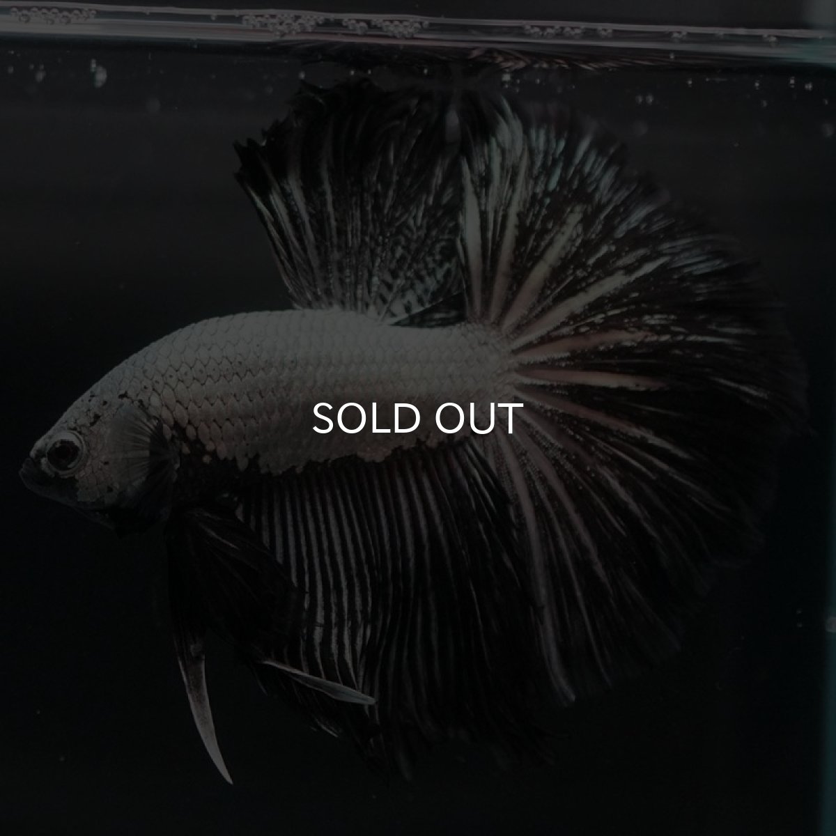 画像5: HM　プラチナブラックドラゴン (5)