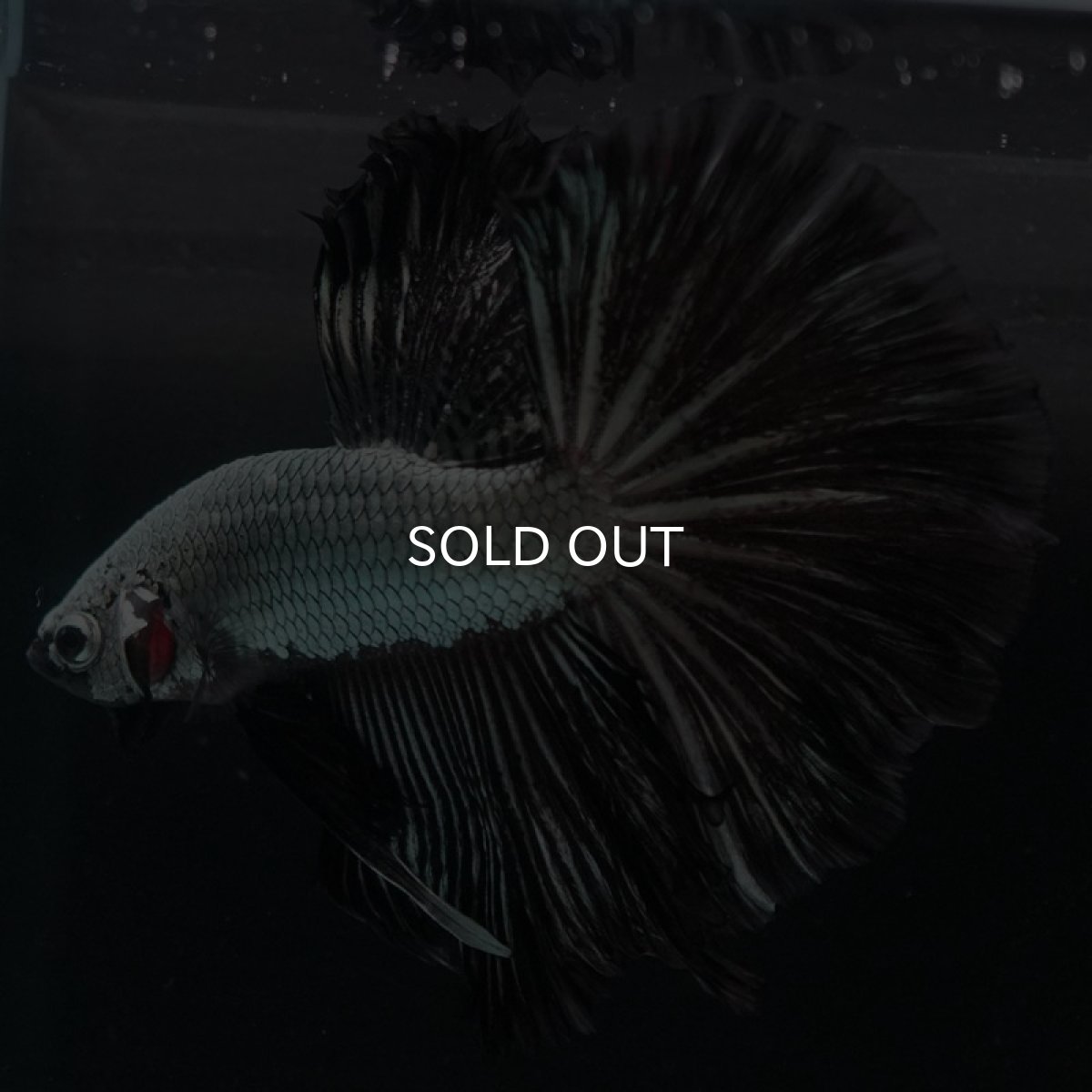 画像3: HM　プラチナブラックドラゴン (3)