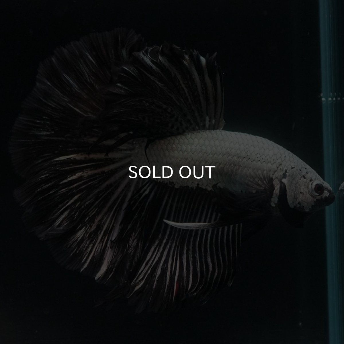 画像2: HM　プラチナブラックドラゴン (2)