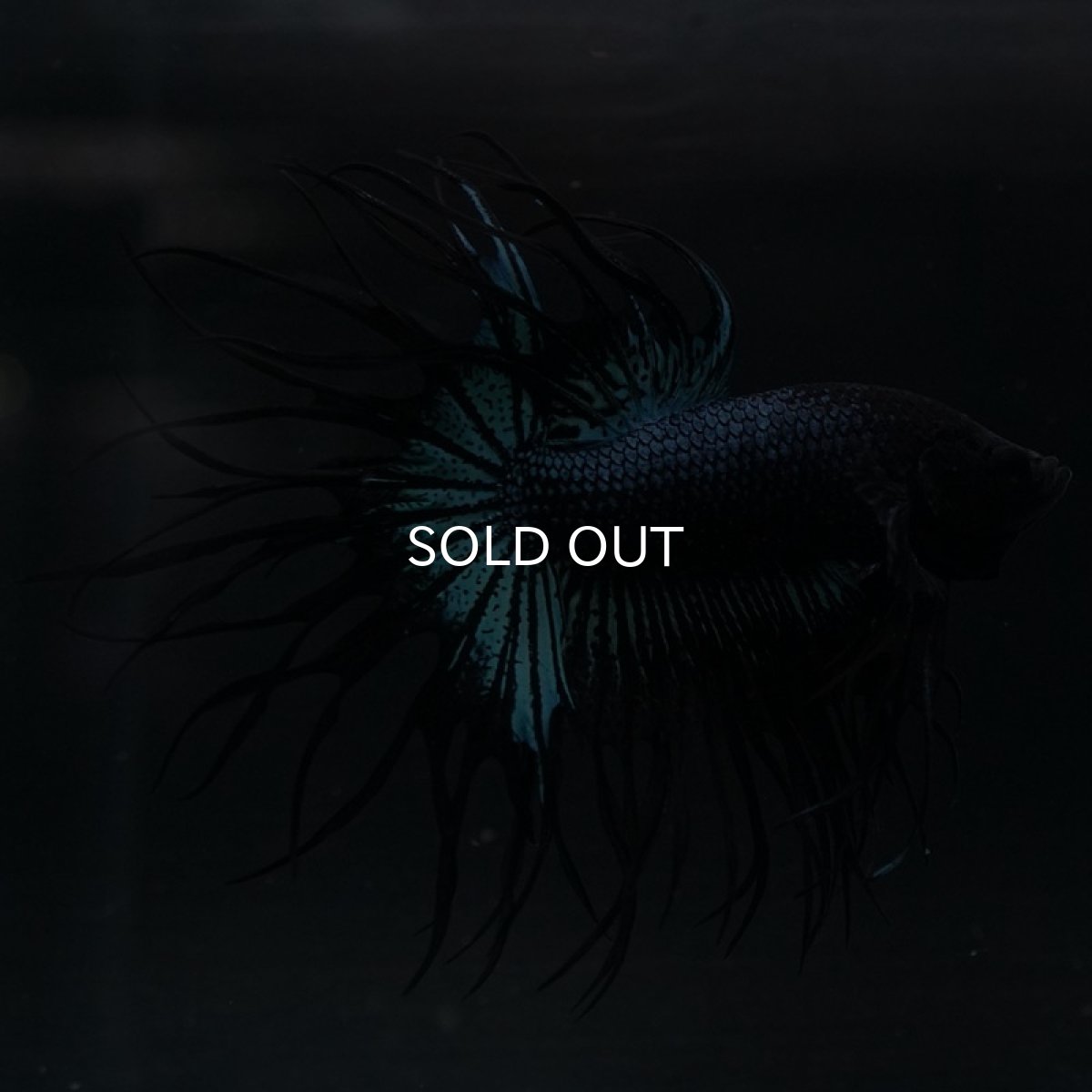 画像9: KCT ブラックオーキッド (9)