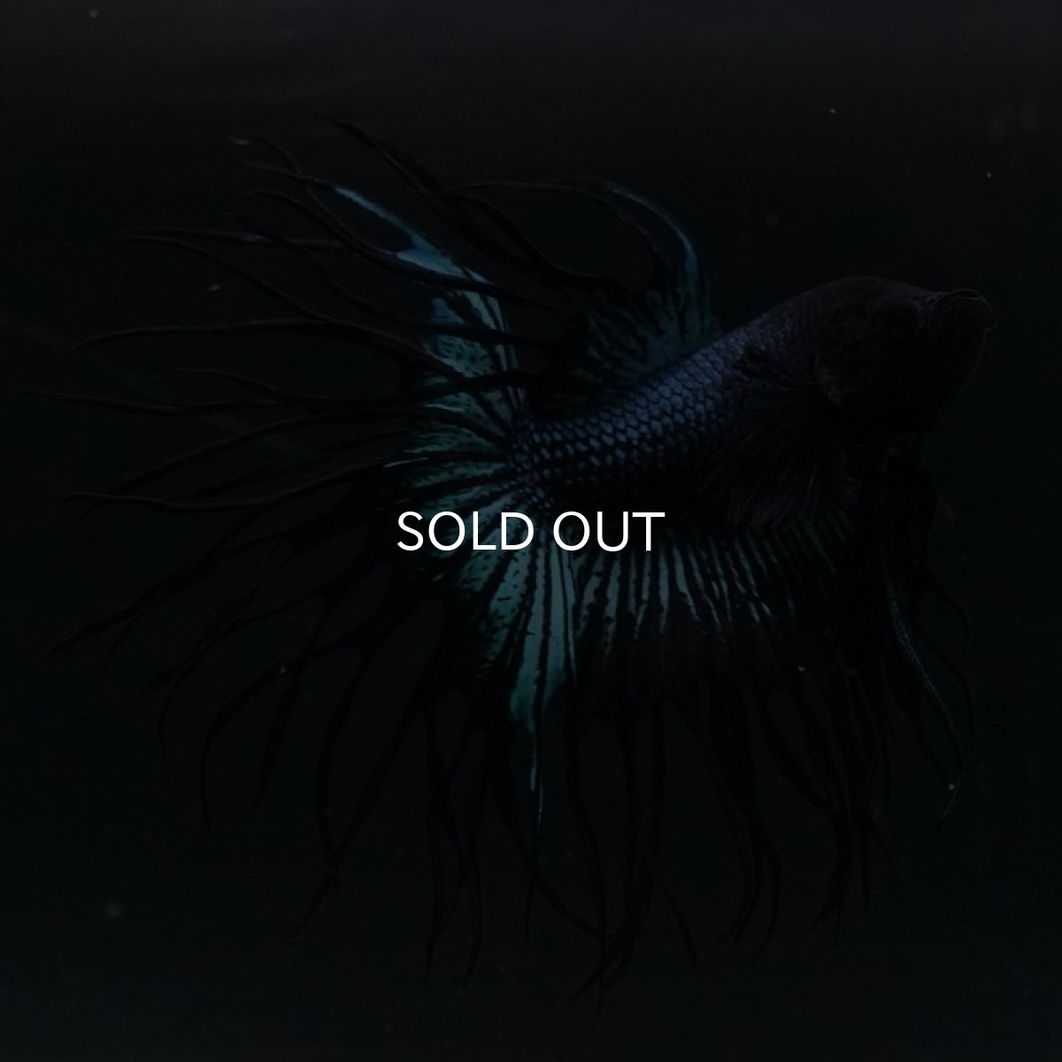 画像5: KCT ブラックオーキッド (5)