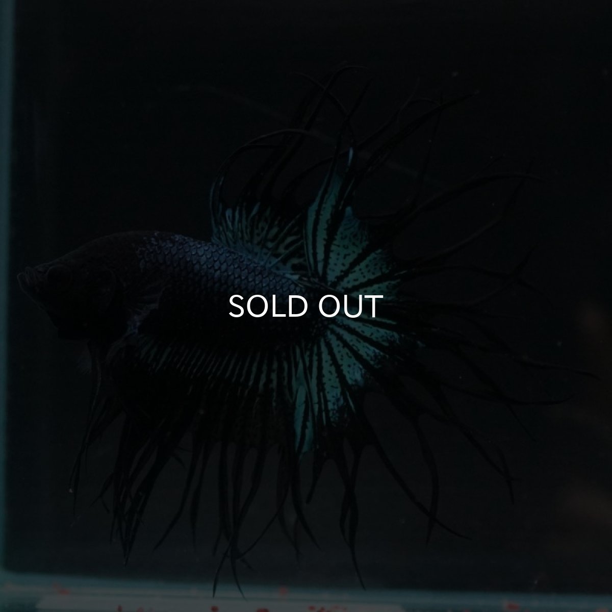 画像11: KCT ブラックオーキッド (11)