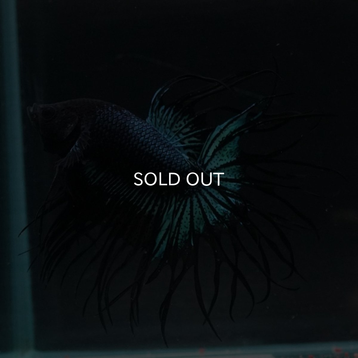 画像10: KCT ブラックオーキッド (10)