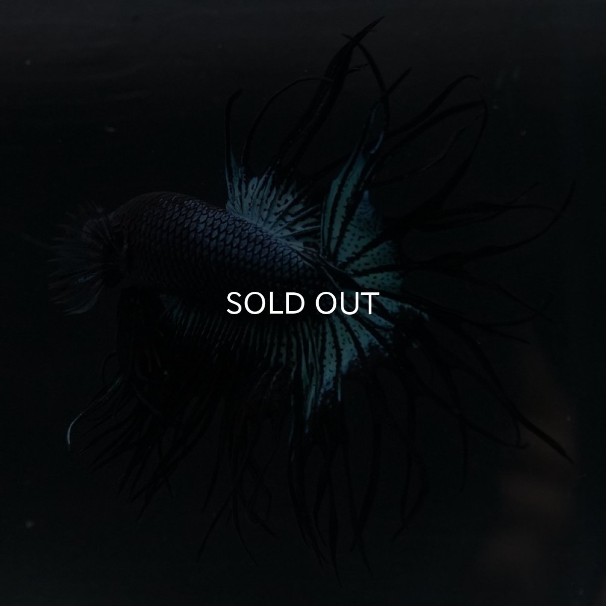 画像8: KCT ブラックオーキッド (8)