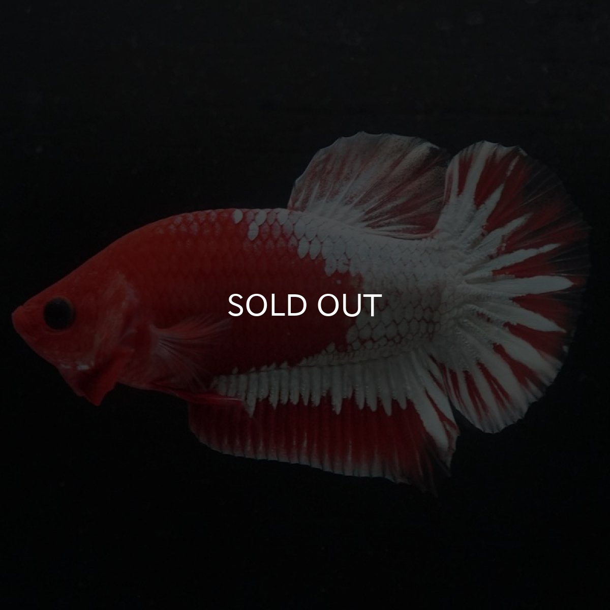 画像4: HMPK　ヘルボーイ　ホワイトスケール (4)