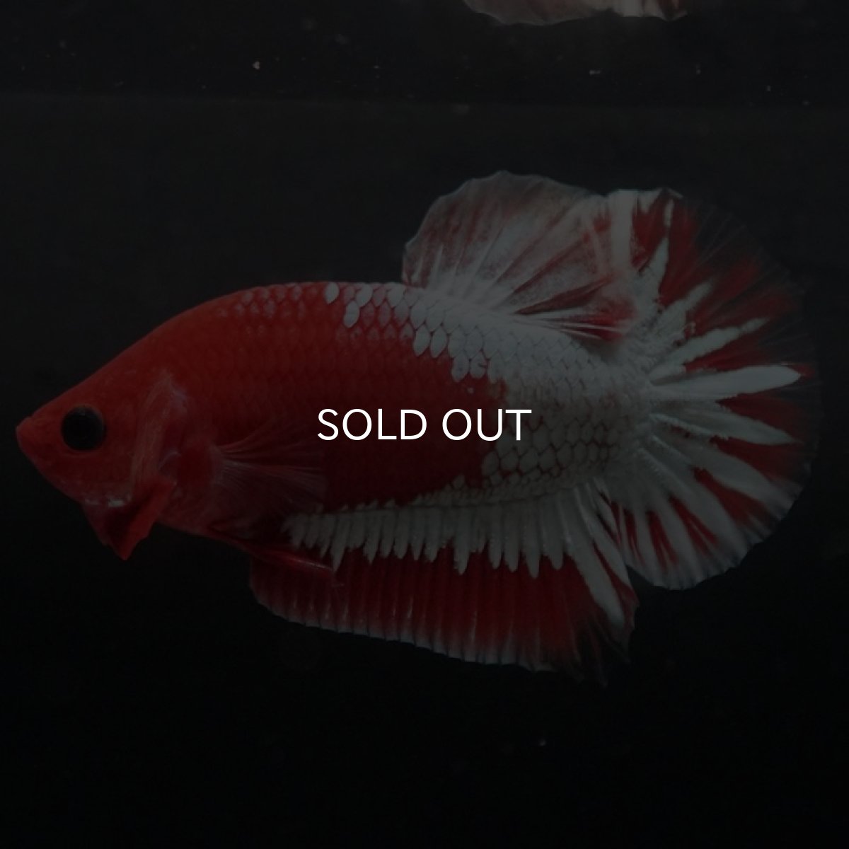 画像9: HMPK　ヘルボーイ　ホワイトスケール (9)