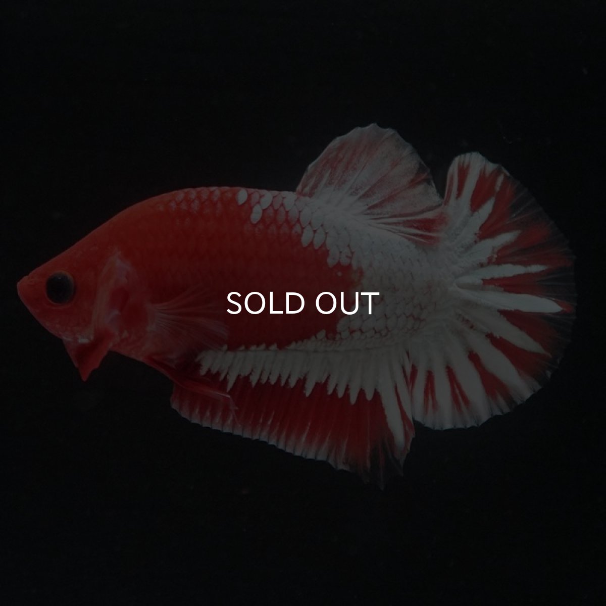 画像2: HMPK　ヘルボーイ　ホワイトスケール (2)