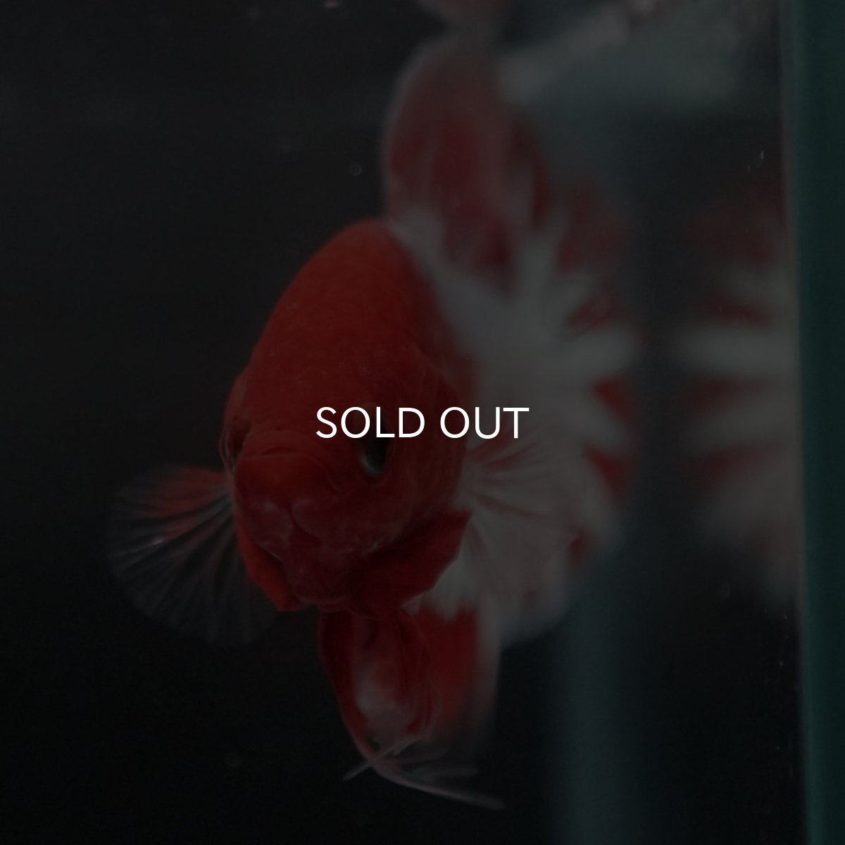 画像8: HMPK　ヘルボーイ　ホワイトスケール (8)