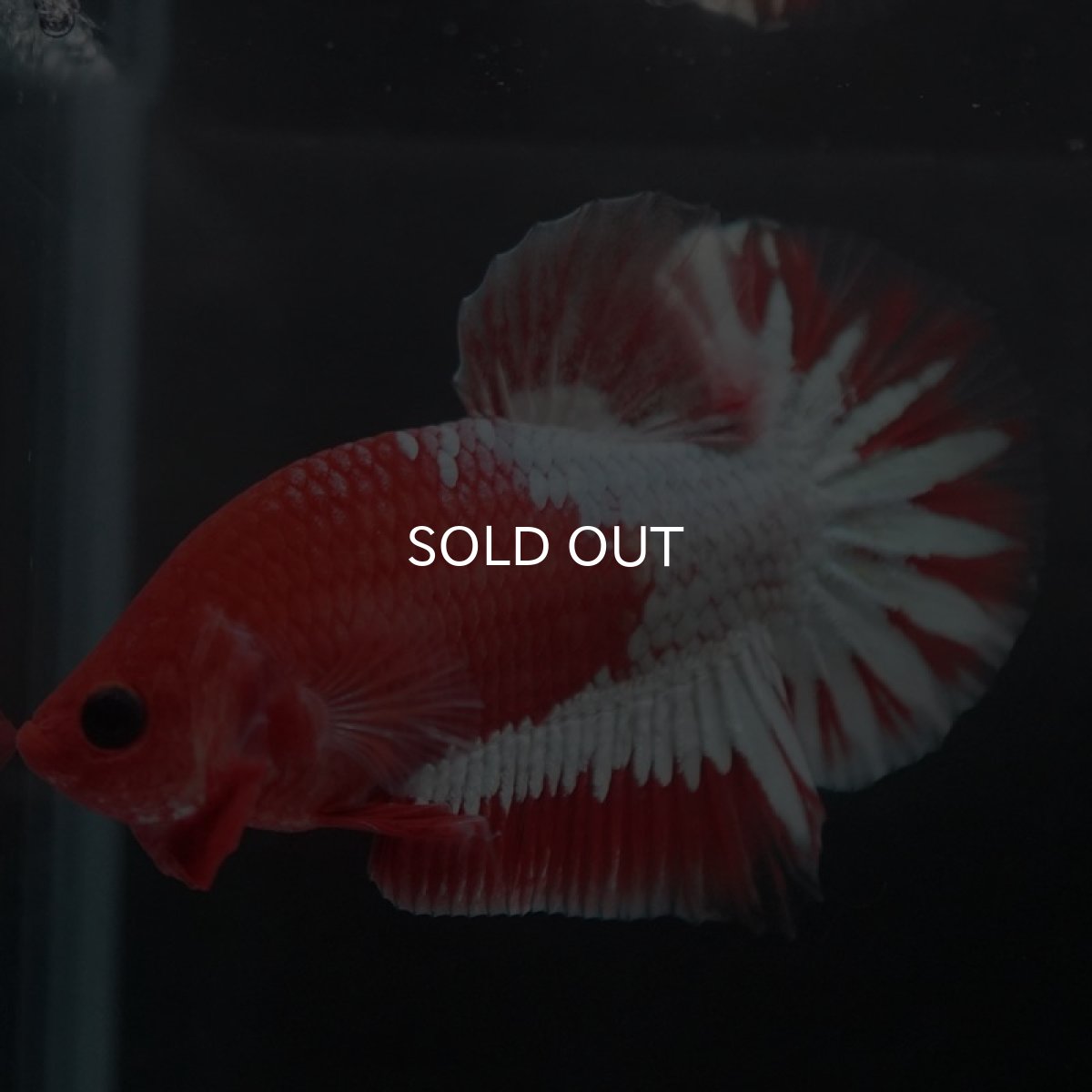 画像7: HMPK　ヘルボーイ　ホワイトスケール (7)