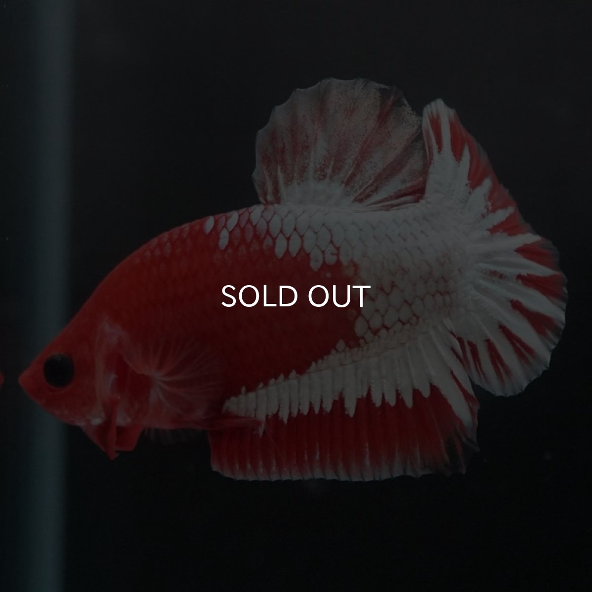 画像6: HMPK　ヘルボーイ　ホワイトスケール (6)