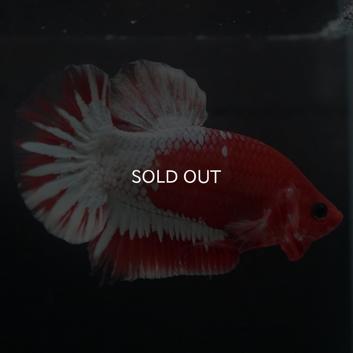 画像5: HMPK　ヘルボーイ　ホワイトスケール (5)