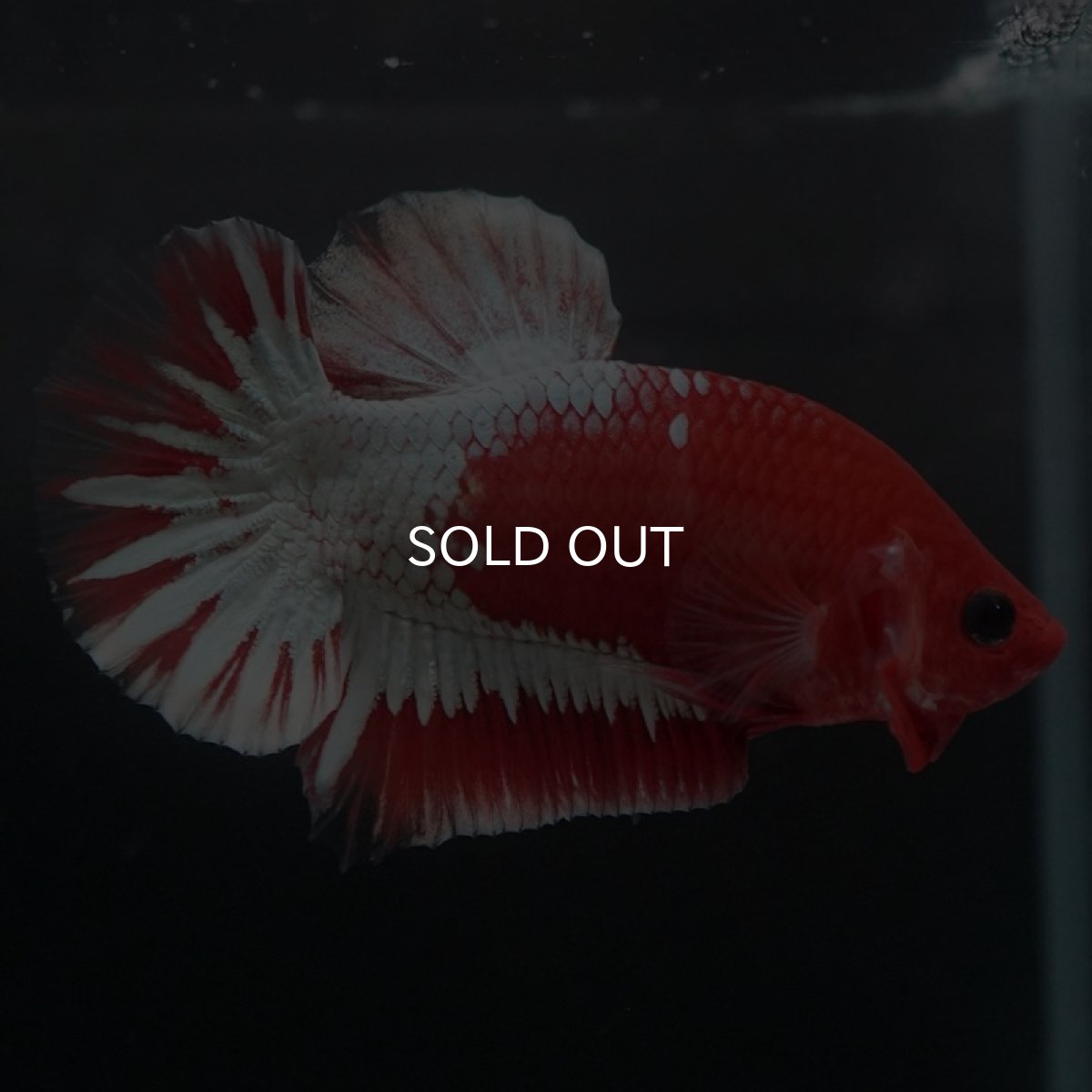 画像3: HMPK　ヘルボーイ　ホワイトスケール (3)