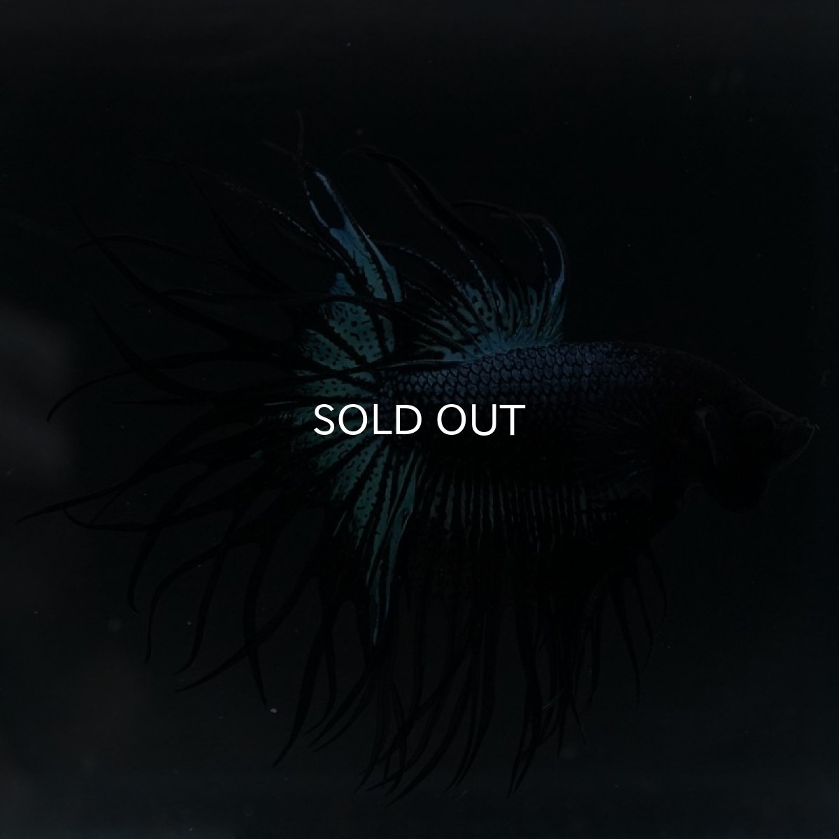 画像3: KCT ブラックオーキッド (3)