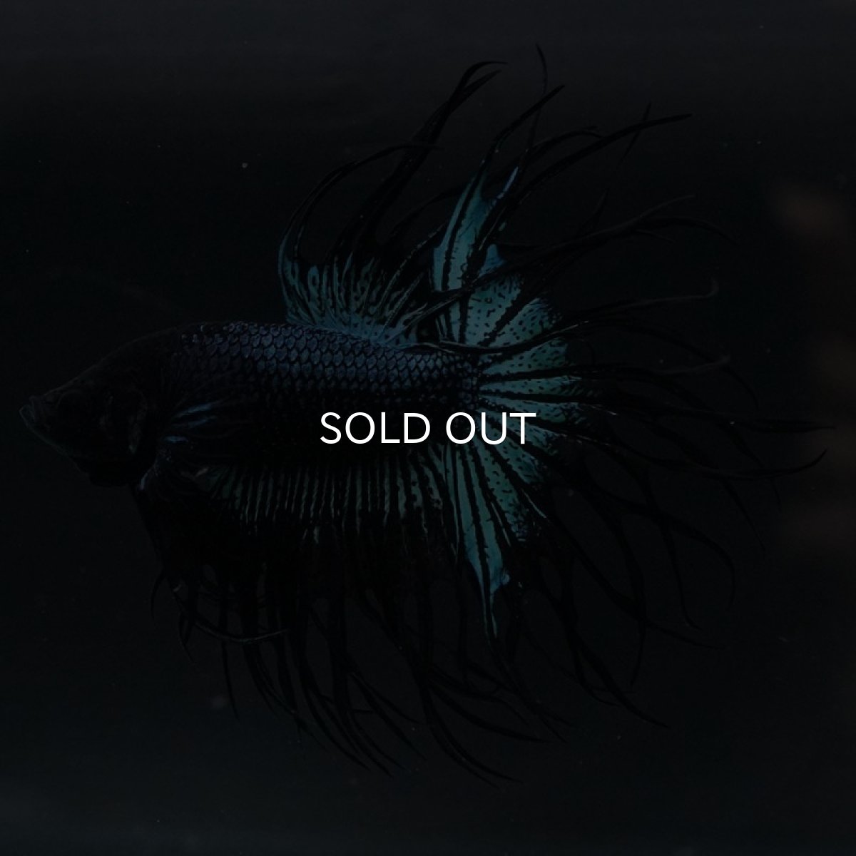 画像2: KCT ブラックオーキッド (2)