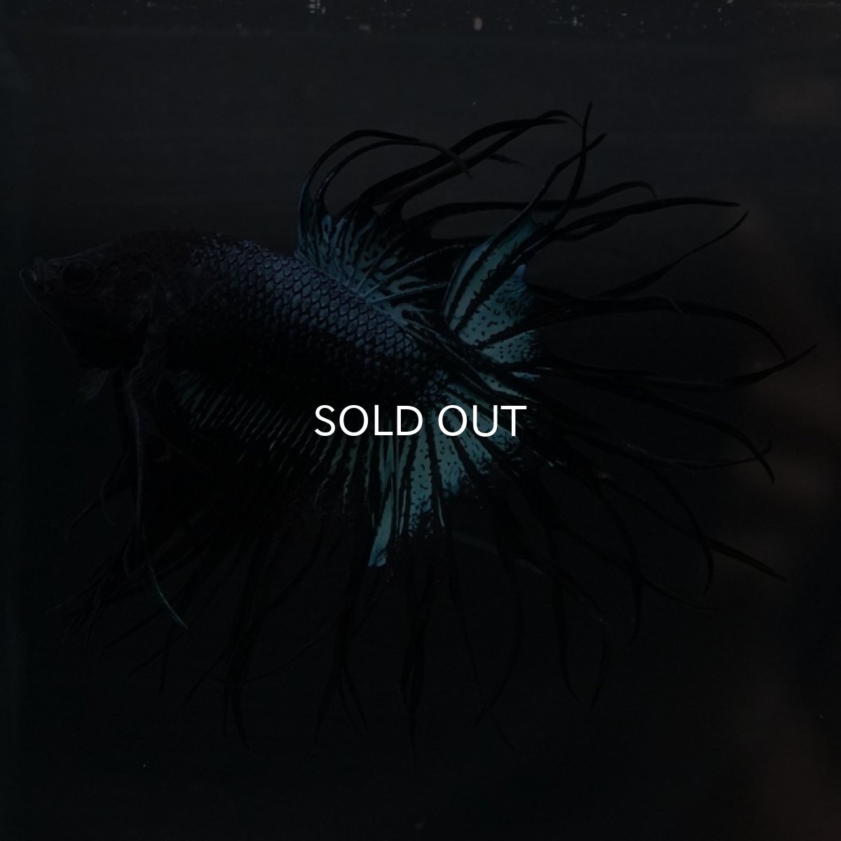 画像6: KCT ブラックオーキッド (6)