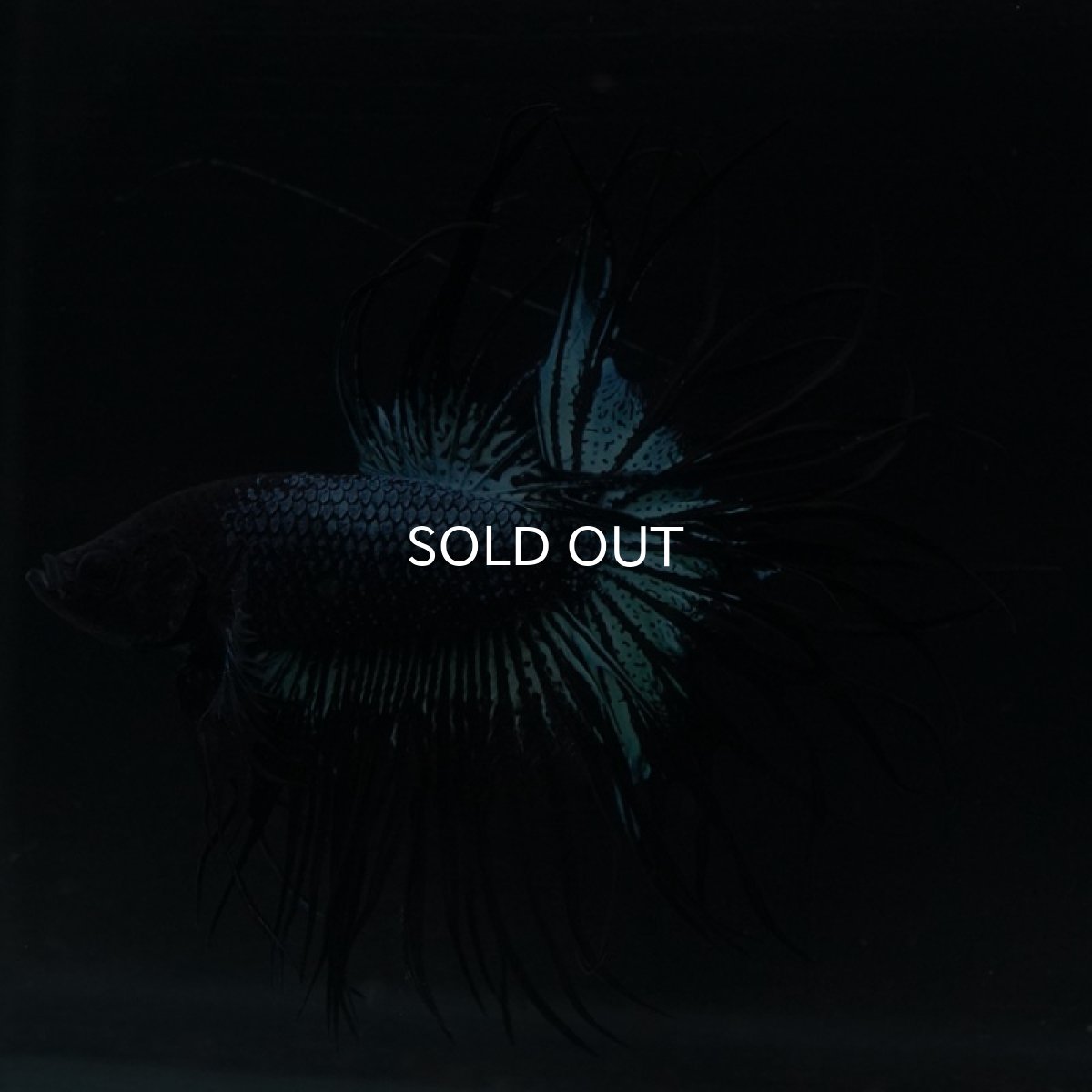 画像4: KCT ブラックオーキッド (4)