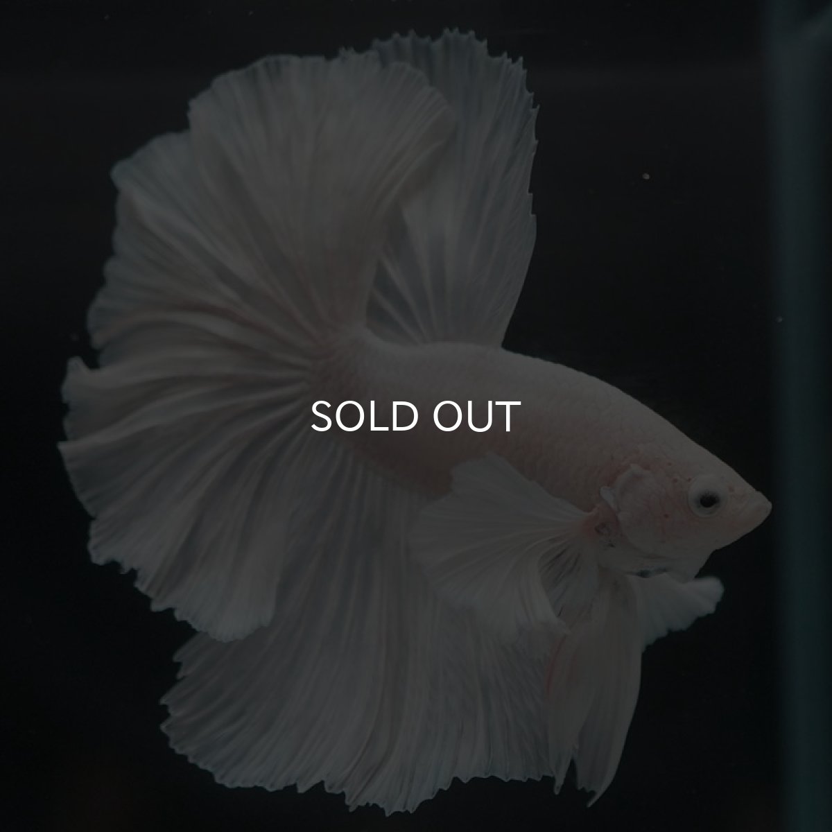 画像6: HMダンボ　ホワイト (6)