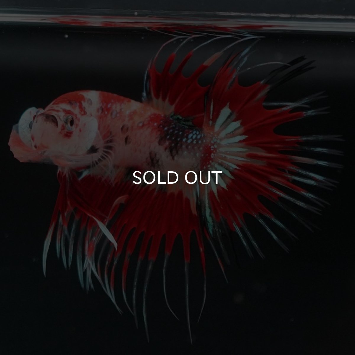 画像5: CT キャンディ (5)