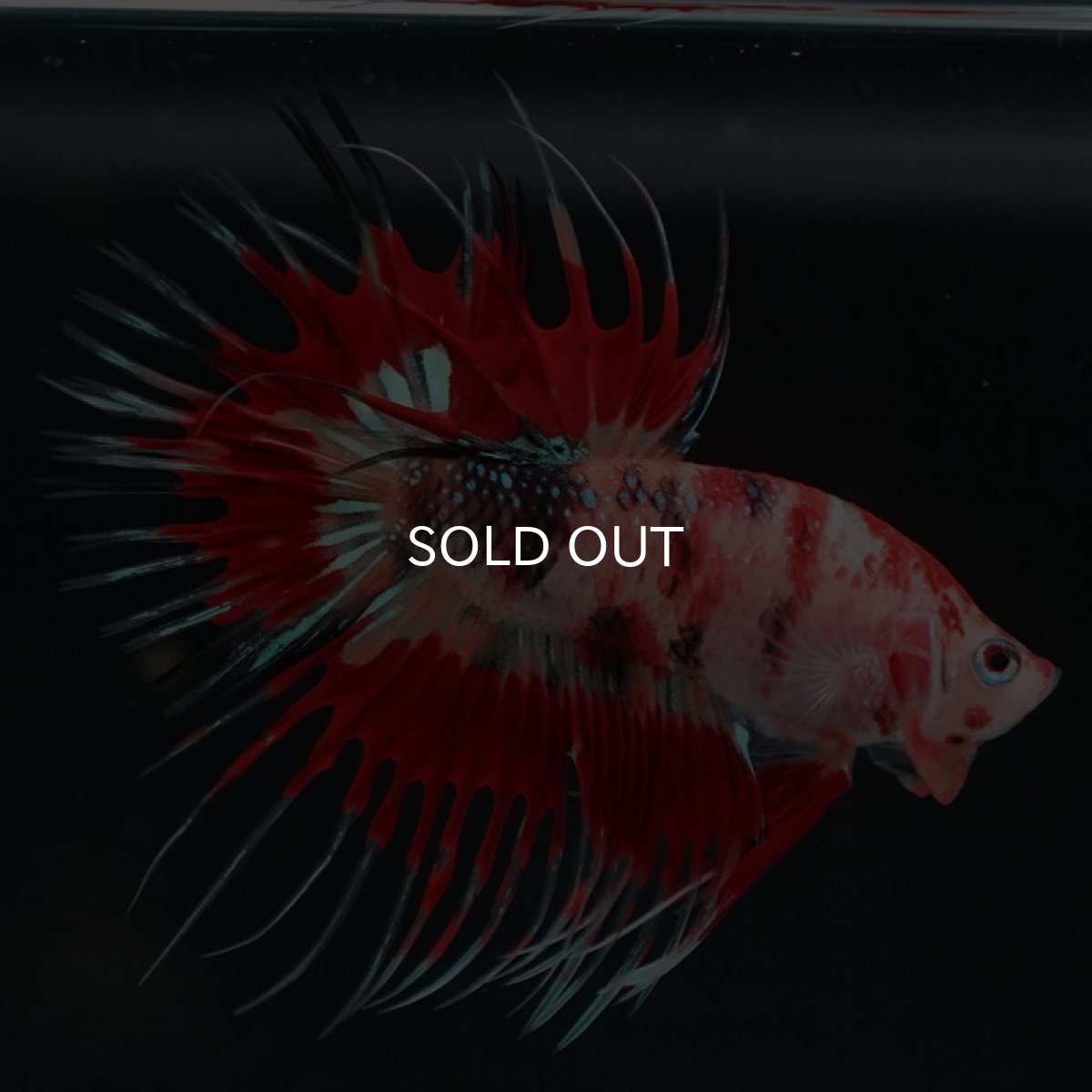 画像8: CT キャンディ (8)