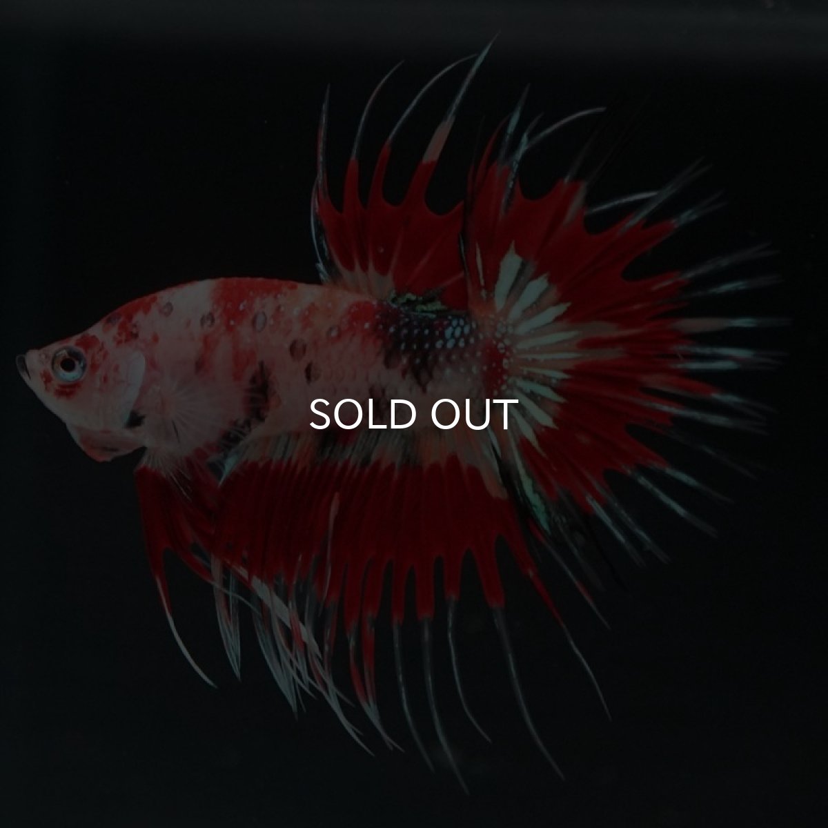 画像3: CT キャンディ (3)