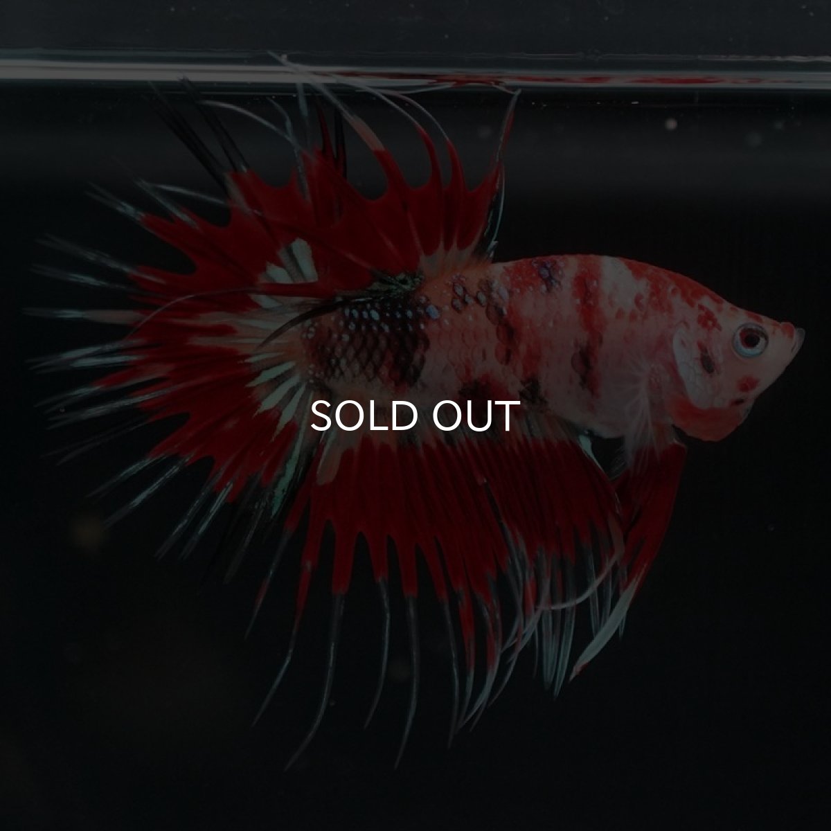 画像7: CT キャンディ (7)