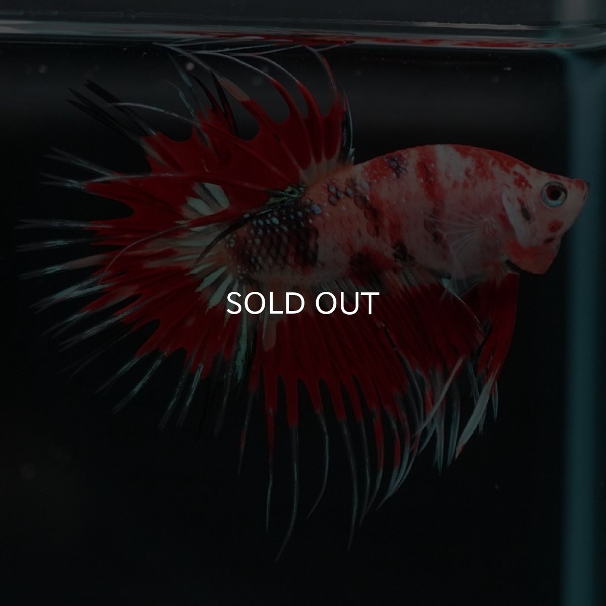 画像6: CT キャンディ (6)