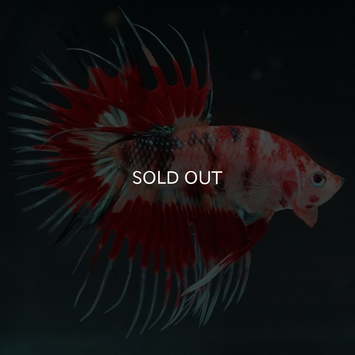 画像4: CT キャンディ (4)