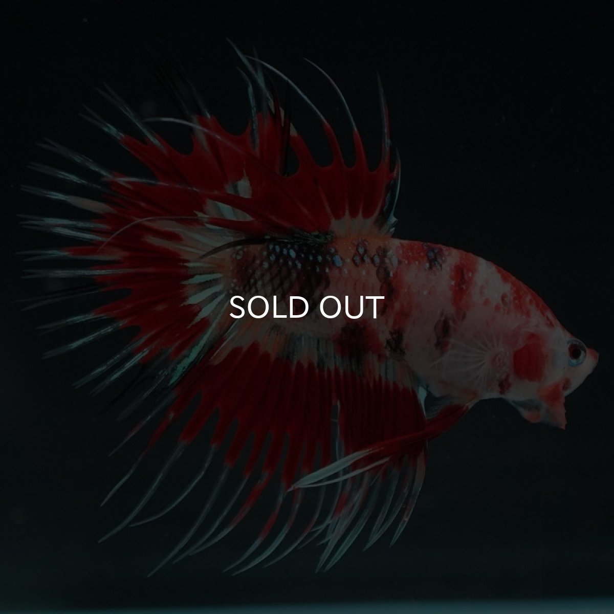 画像2: CT キャンディ (2)