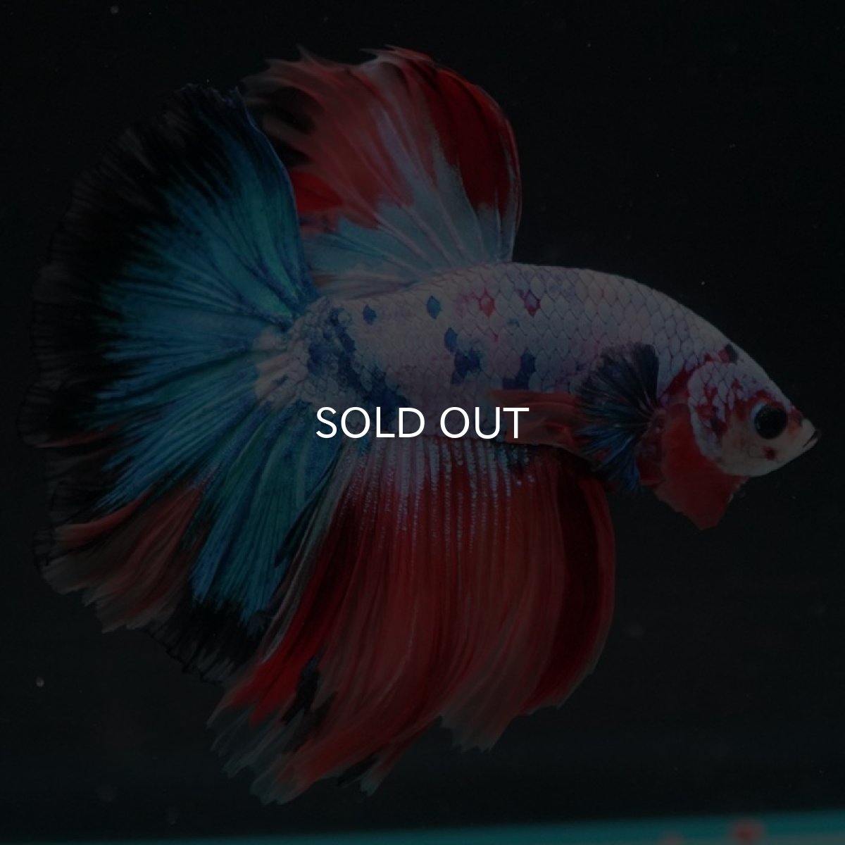 画像5: HM　キャンディレインボー (5)