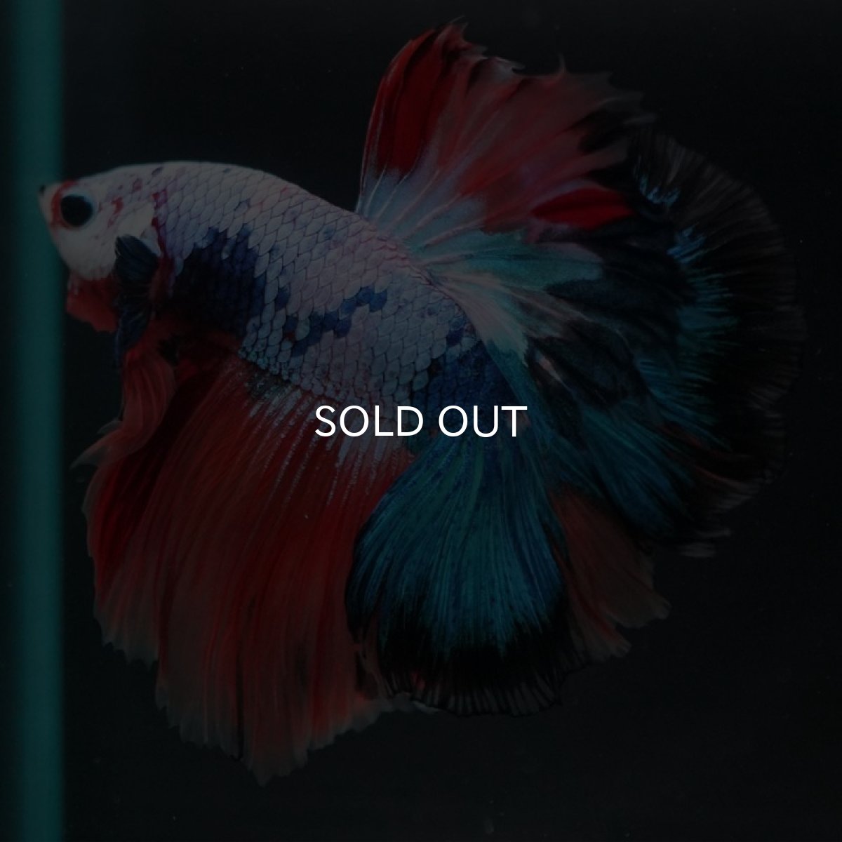 画像6: HM　キャンディレインボー (6)