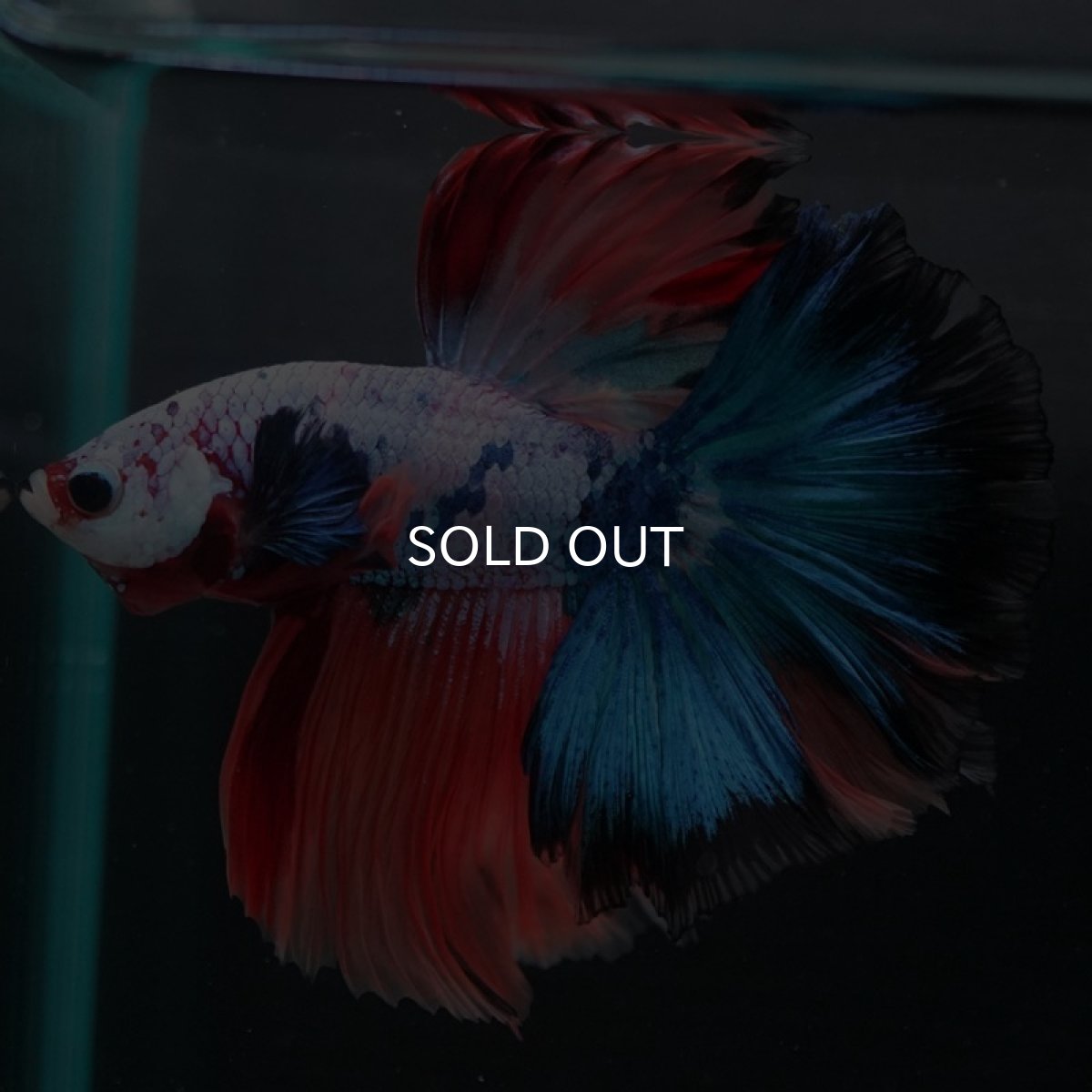 画像3: HM　キャンディレインボー (3)