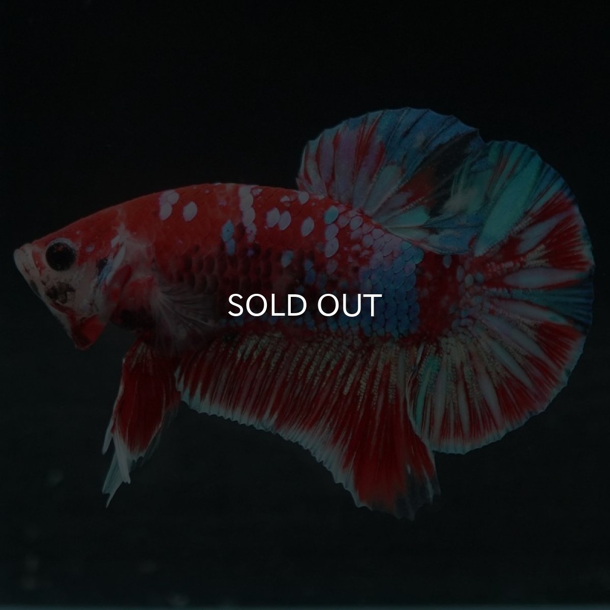 画像2: HMPK　鯉ギャラクシー (2)