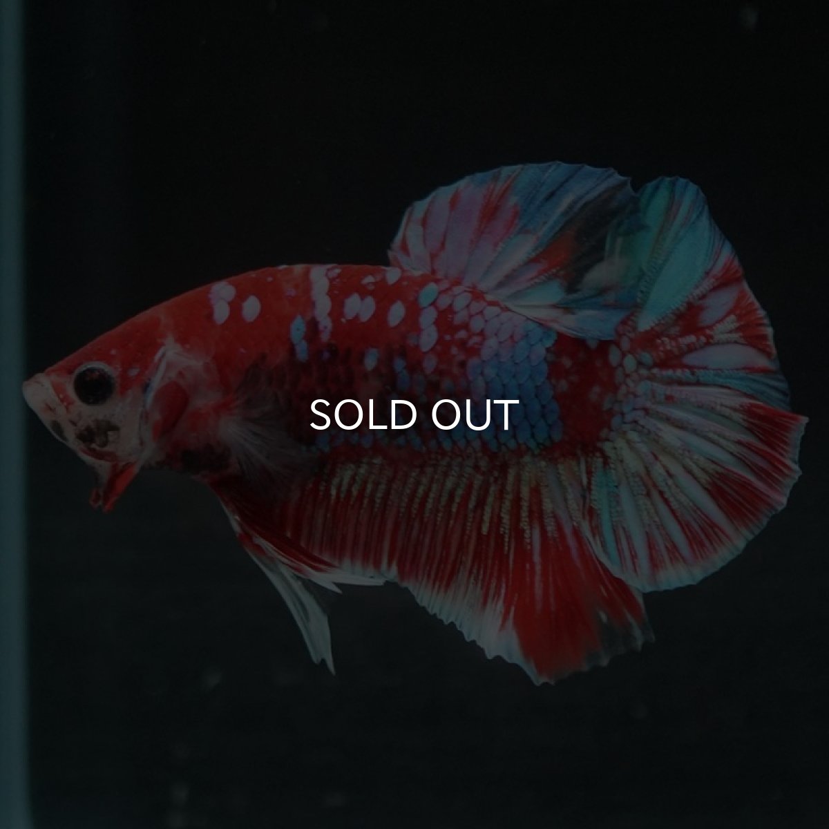 画像6: HMPK　鯉ギャラクシー (6)