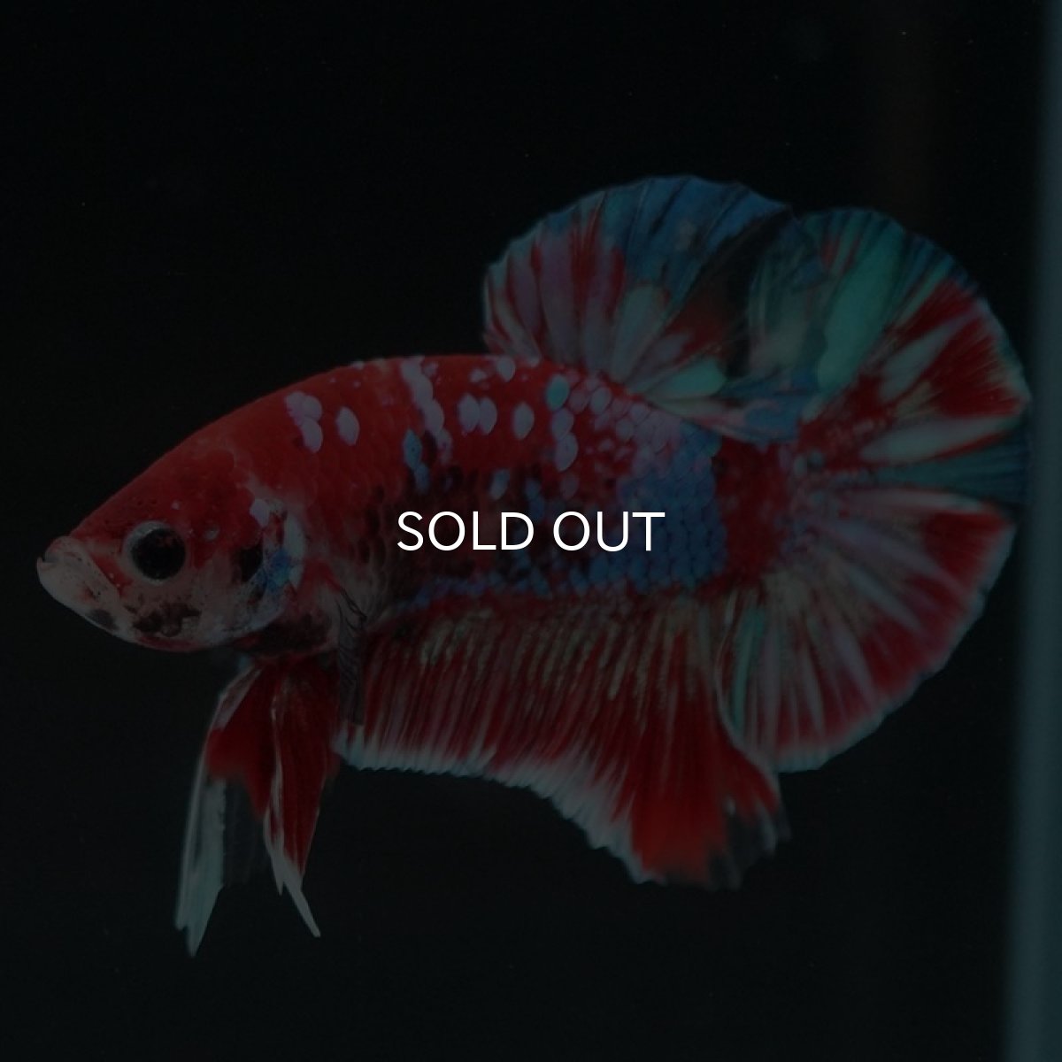 画像4: HMPK　鯉ギャラクシー (4)