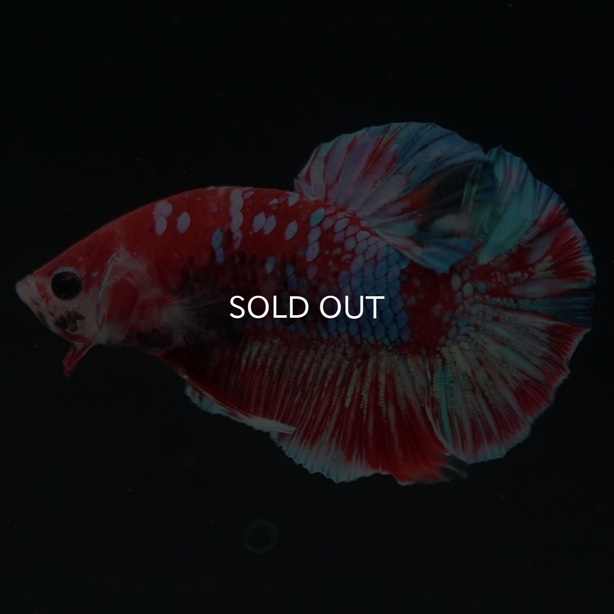 画像8: HMPK　鯉ギャラクシー (8)