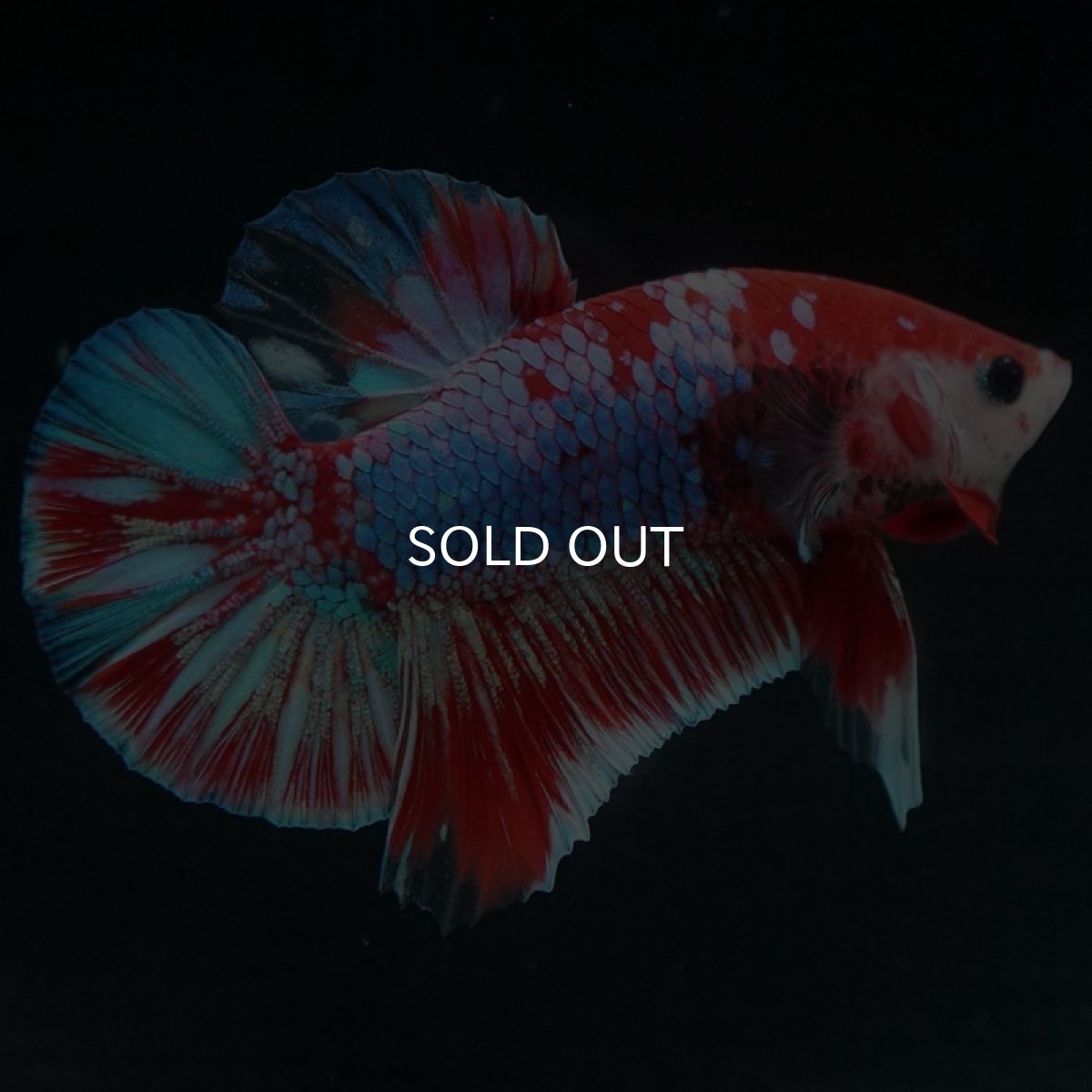 画像7: HMPK　鯉ギャラクシー (7)