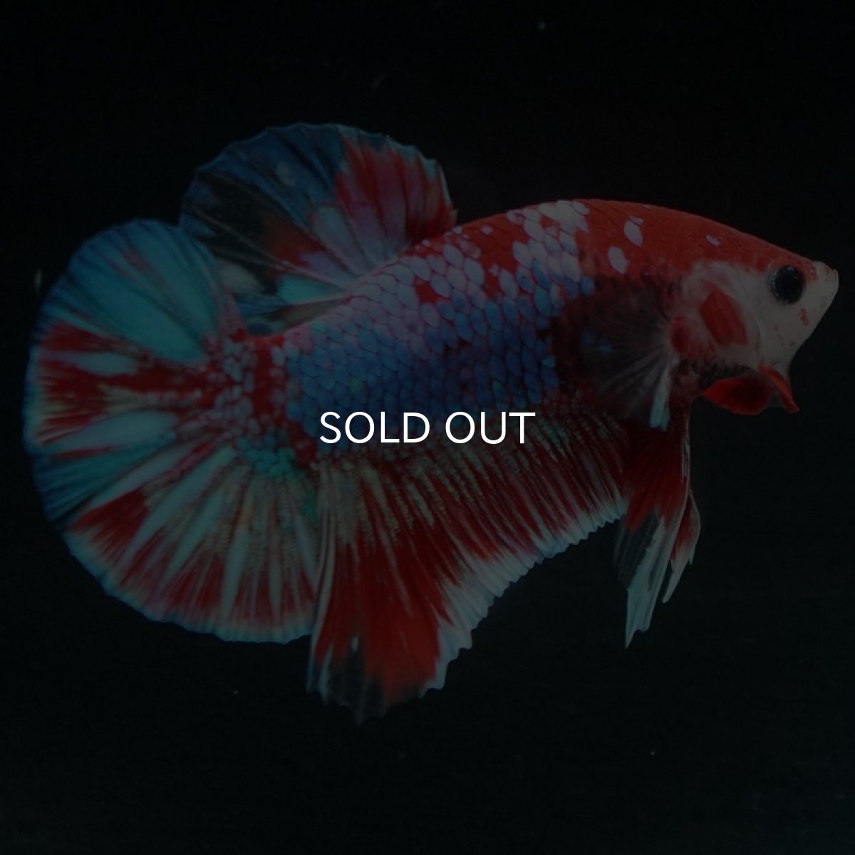 画像5: HMPK　鯉ギャラクシー (5)