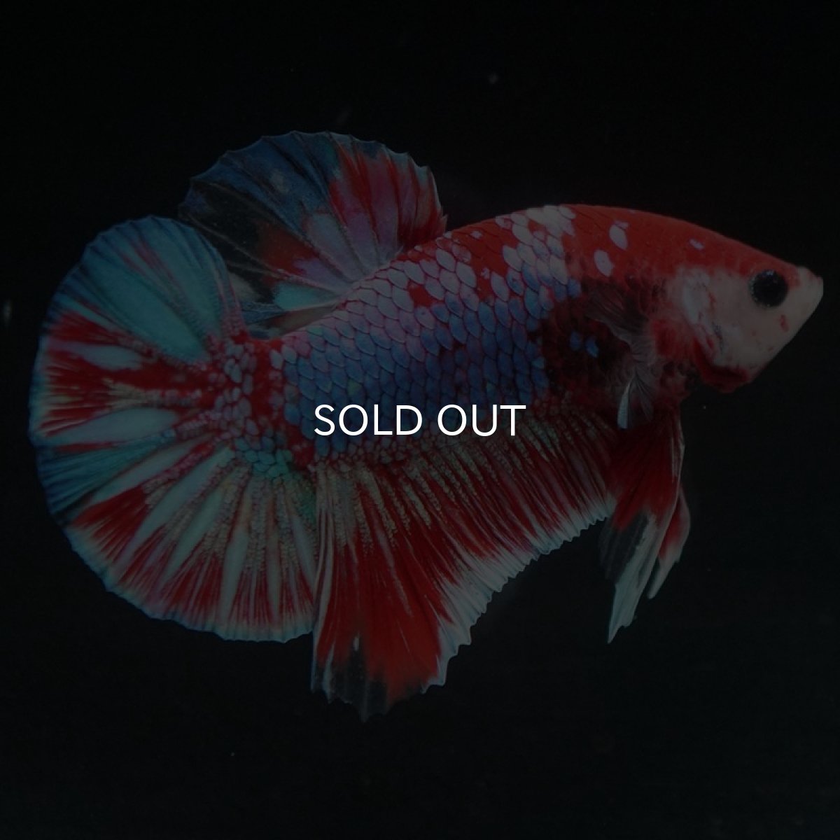 画像3: HMPK　鯉ギャラクシー (3)