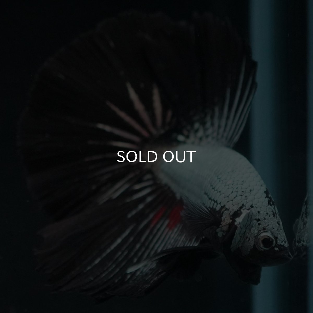 画像9: HM　プラチナブラックドラゴン (9)