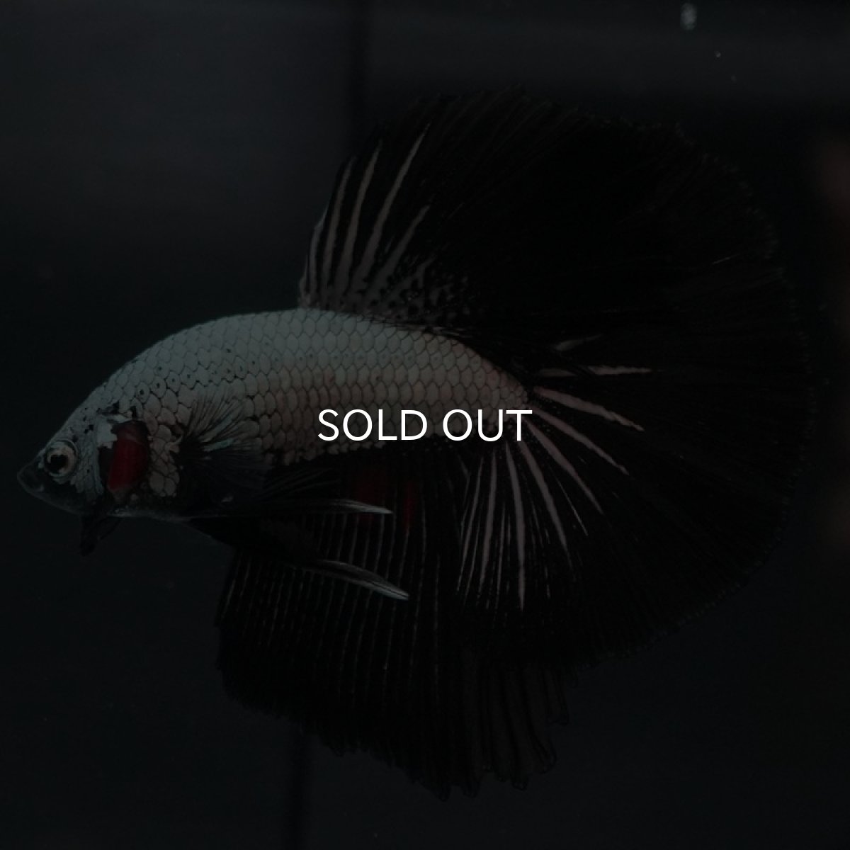 画像8: HM　プラチナブラックドラゴン (8)