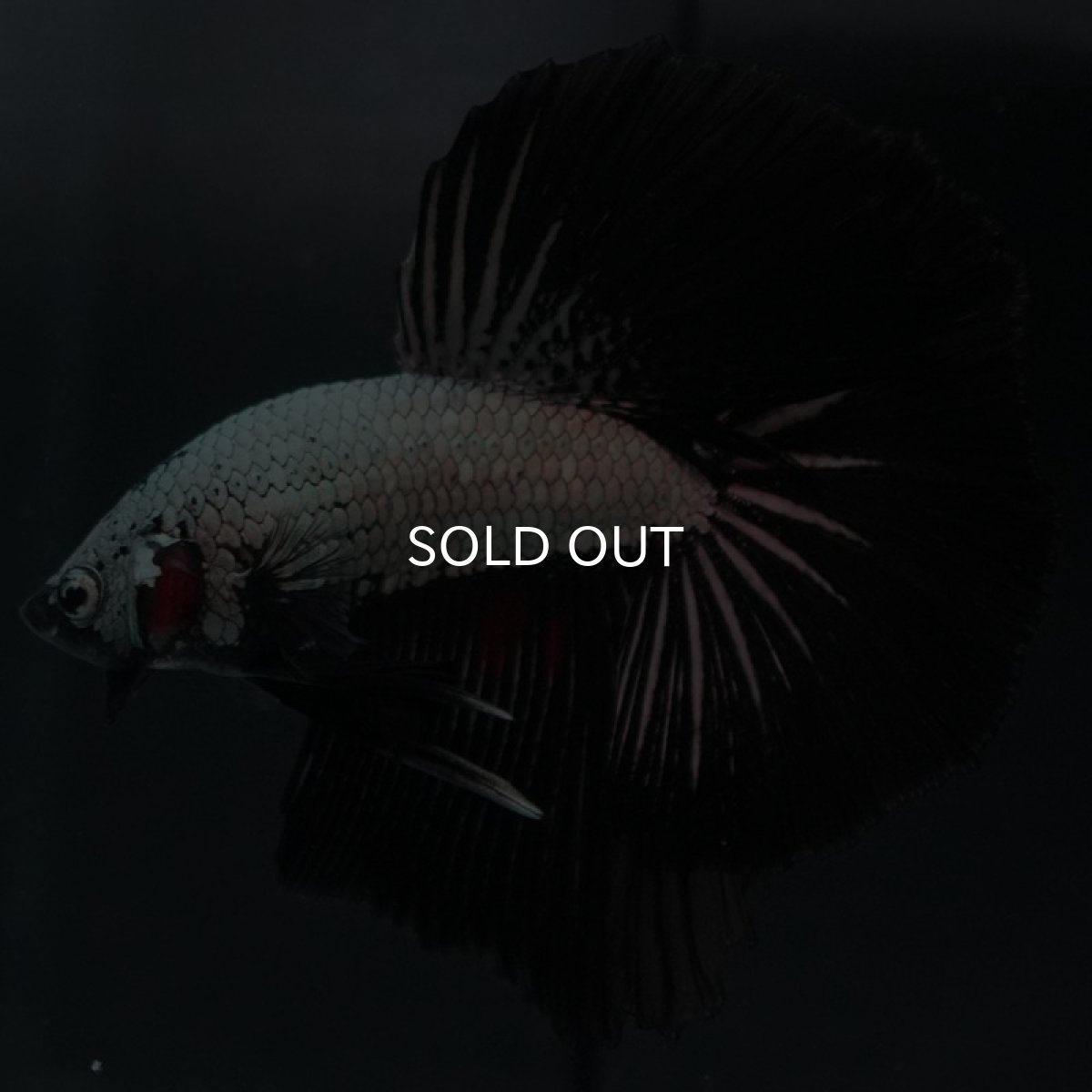 画像2: HM　プラチナブラックドラゴン (2)