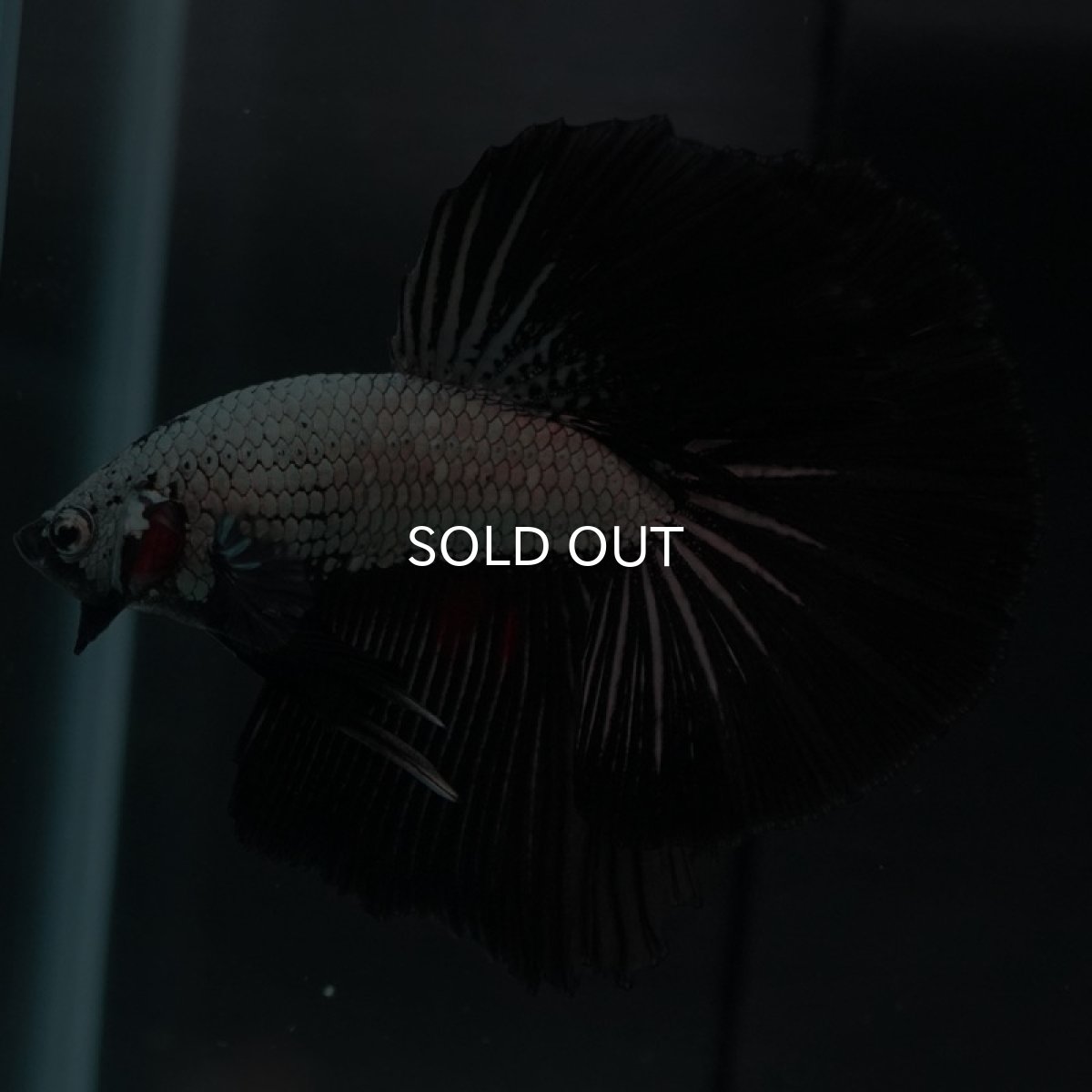 画像6: HM　プラチナブラックドラゴン (6)