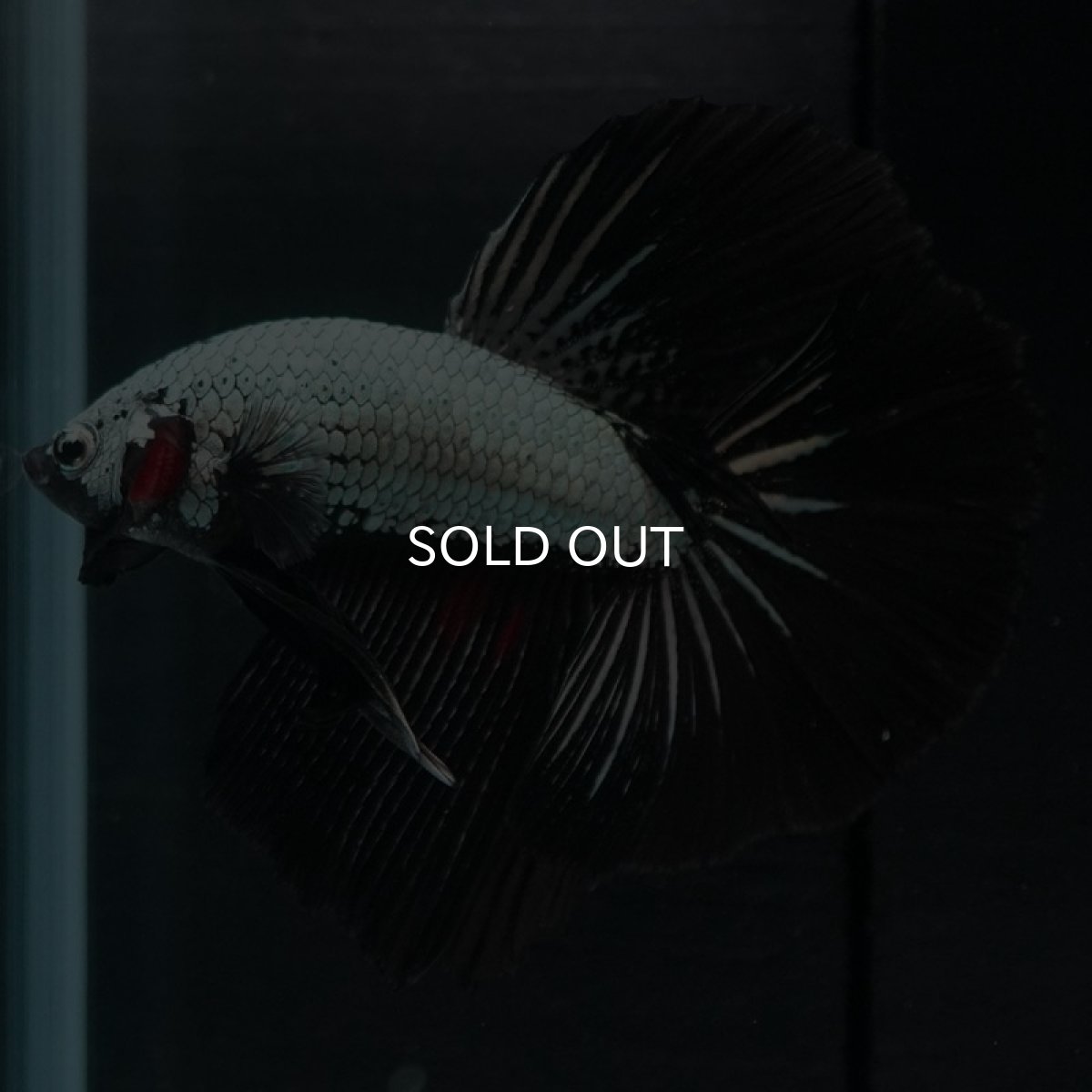 画像4: HM　プラチナブラックドラゴン (4)