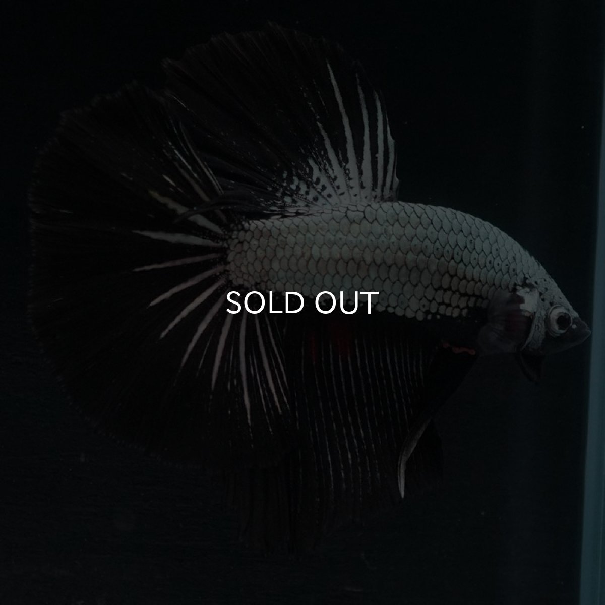 画像7: HM　プラチナブラックドラゴン (7)