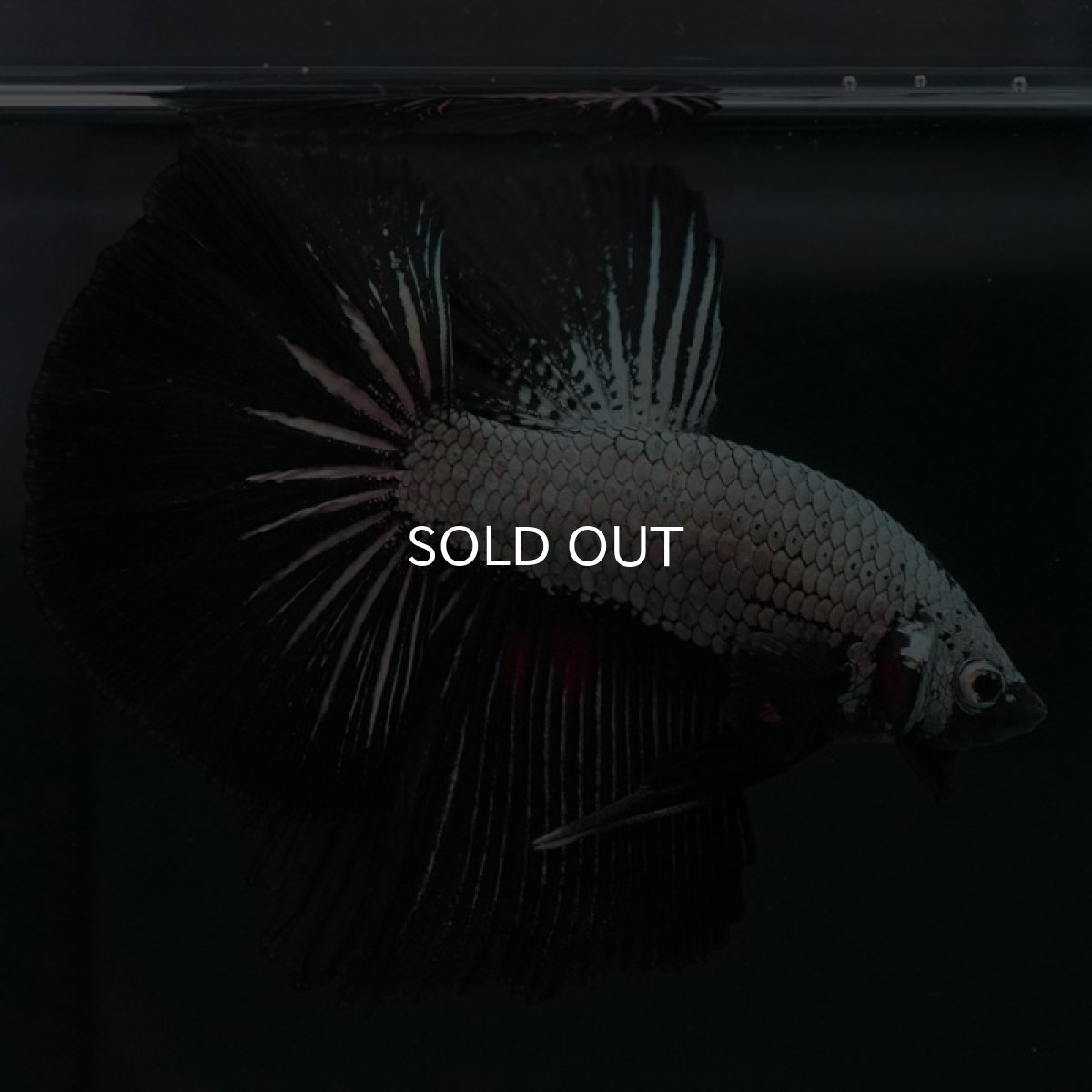 画像5: HM　プラチナブラックドラゴン (5)