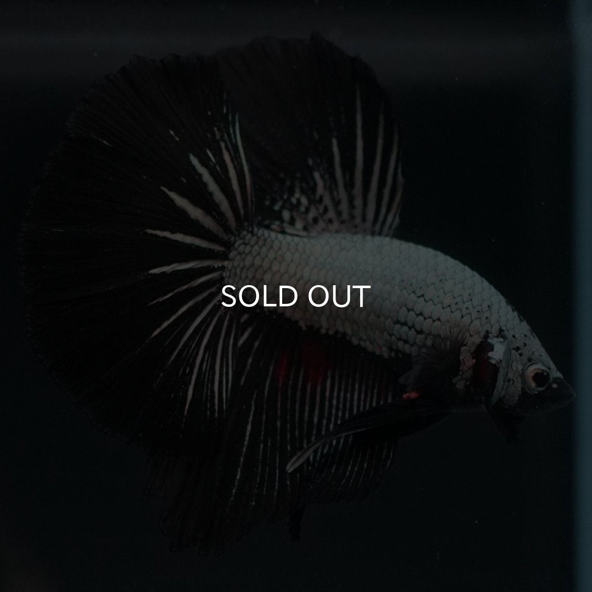 画像3: HM　プラチナブラックドラゴン (3)