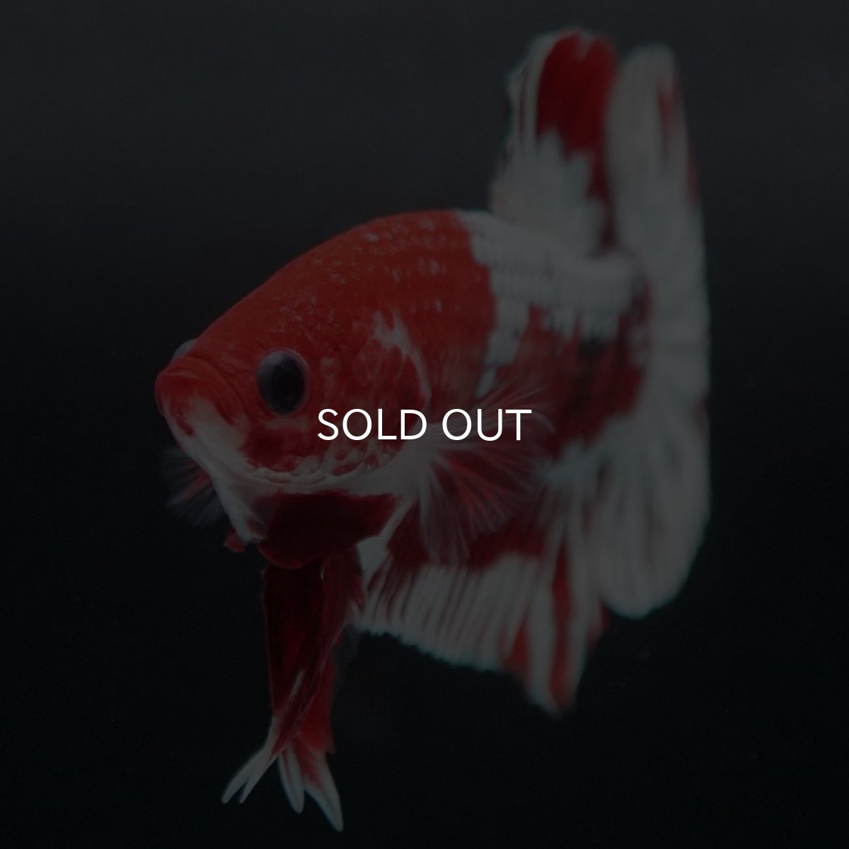 画像8: HMPK　ファンシーレッド　ホワイトスケール (8)